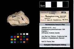 Foto (Objekt + Etikett) von Protosphaeroma jurense (Bachmayer, 1949)  (NHMW-GEO-1990-0041-10178)